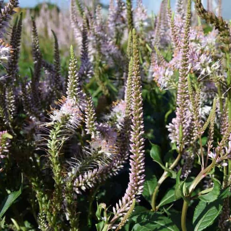 Veronicastrum virginicum f. roseum 'Pink Glow' ---